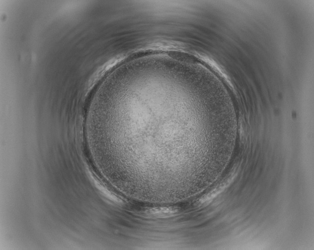 X0000065240445200602171428