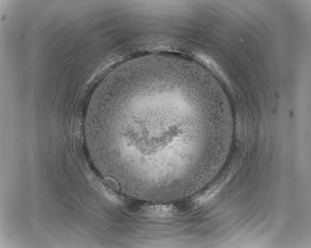 X0000065240449200602171428