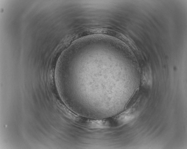 X0000065240473200602171428