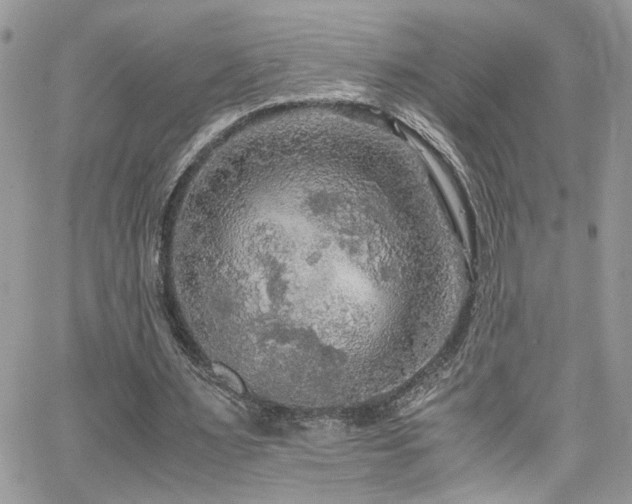 X0000065240483200602171428