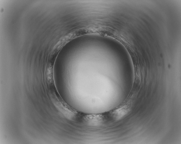 X0000065240526200602171427