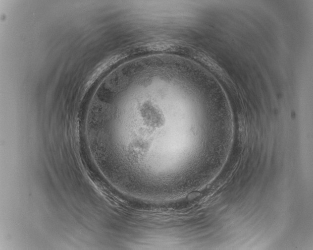 X0000065240626200602171425