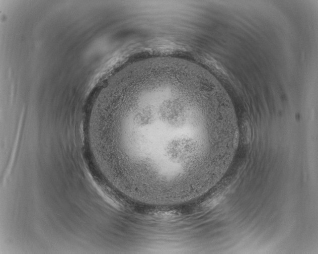 X0000065240638200602171425