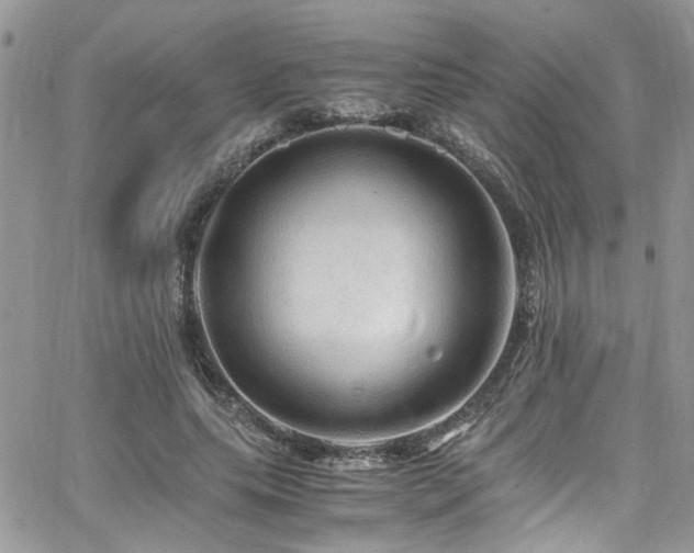 X0000065240639200602171425