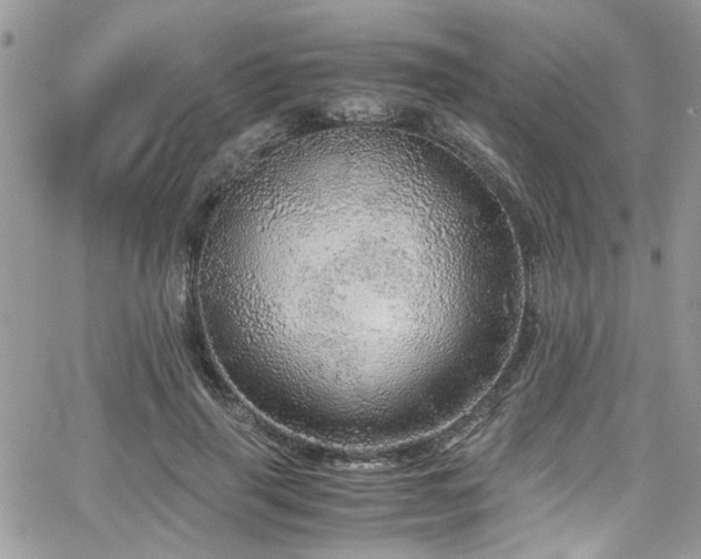 X0000065240645200602171425