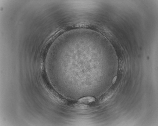 X0000065240648200602171425