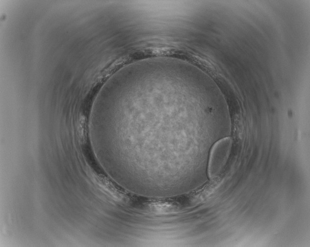 X0000065240650200602171425