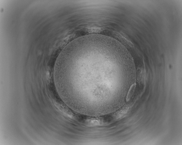 X0000065240655200602171425