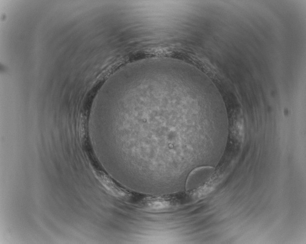 X0000065240658200602171425