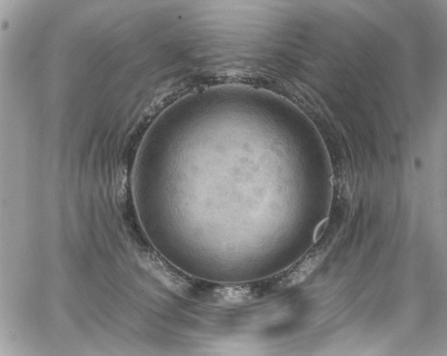 X0000065240660200602171425