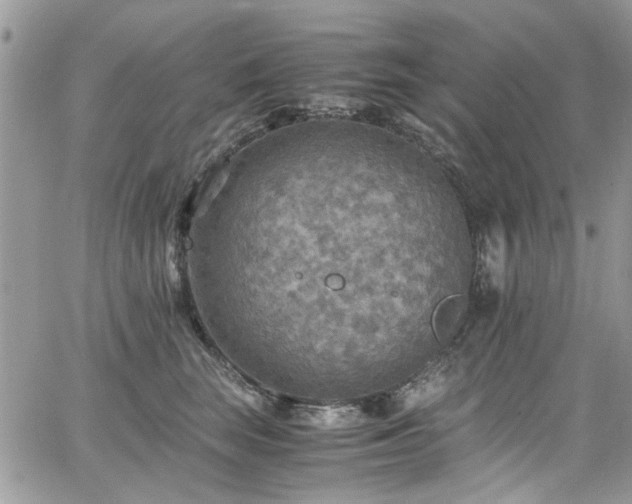 X0000065240663200602171425