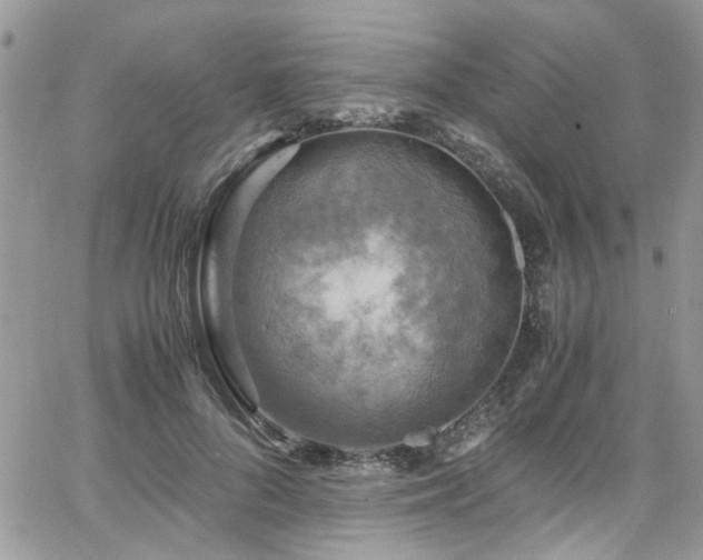 X0000065240696200602171424