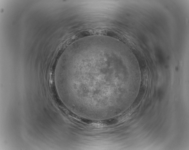 X0000065240699200602171424