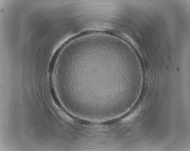 X0000065240779200602171423