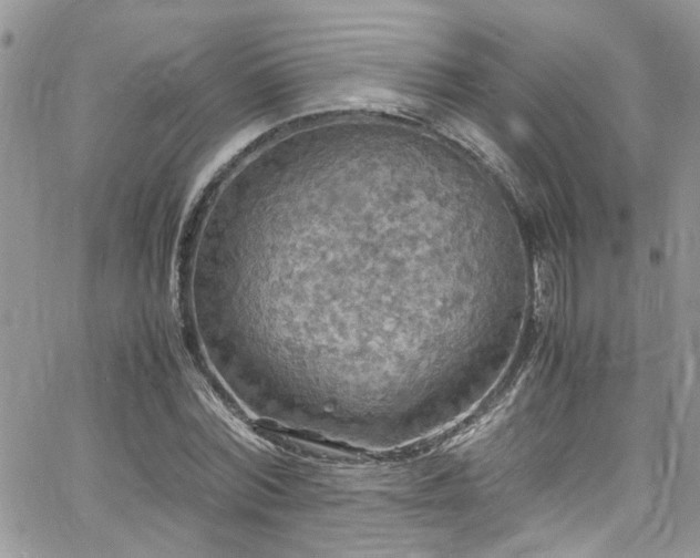 X0000065240780200602171423