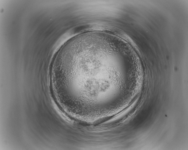 X0000065240795200602171423