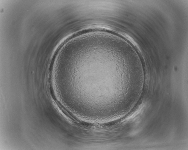 X0000065240799200602171422