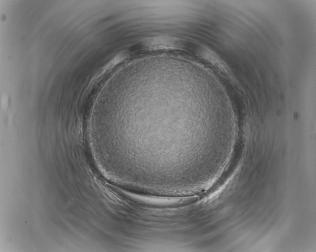 X0000065240825200602171421