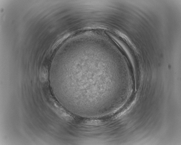 X0000065240833200602171422