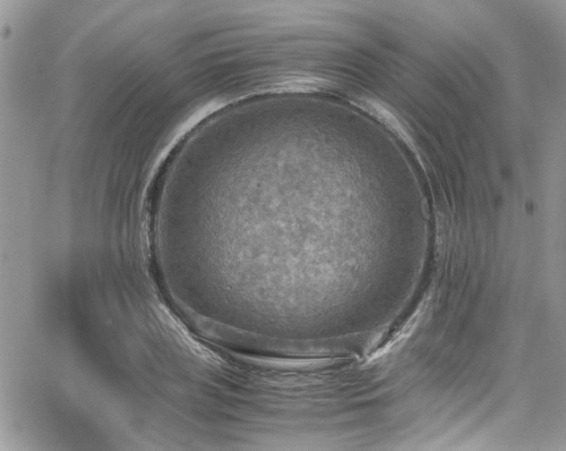 X0000065240835200602171422