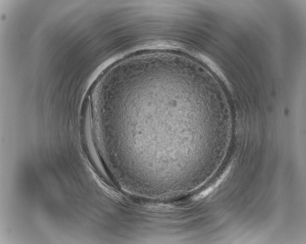 X0000065240837200602171422