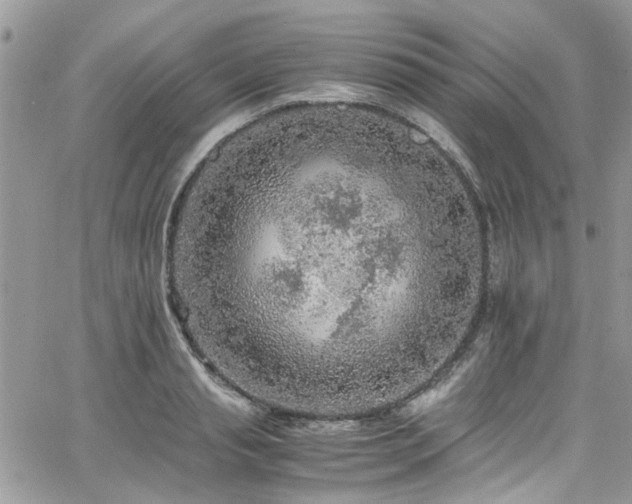 X0000065240845200602171422