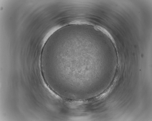 X0000065240855200602171422