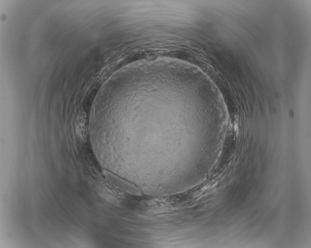 X0000065240867200602171421