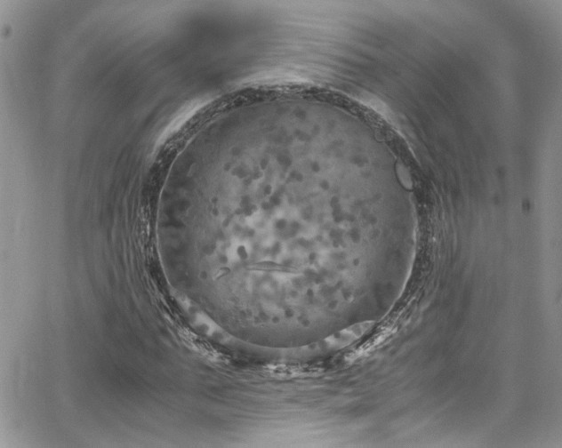 X0000065240871200602171421