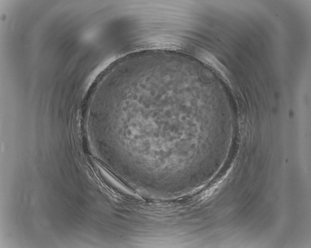 X0000065240875200602171421