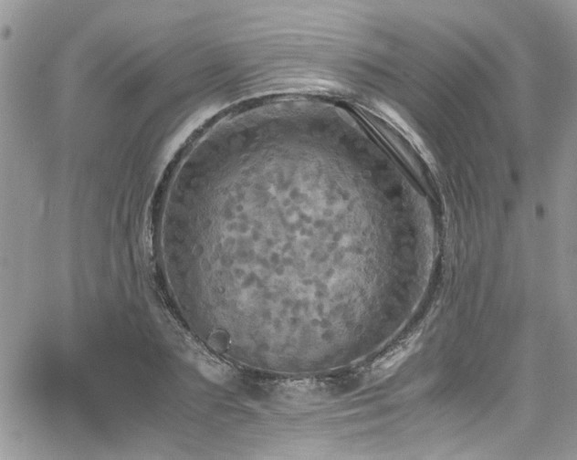 X0000065240883200602171421