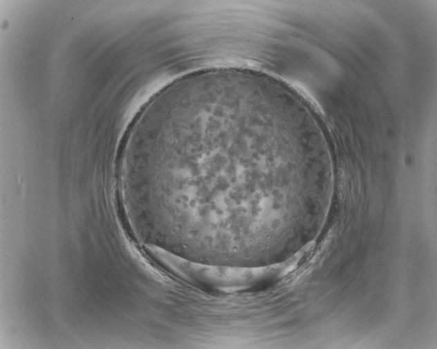 X0000065240895200602171421