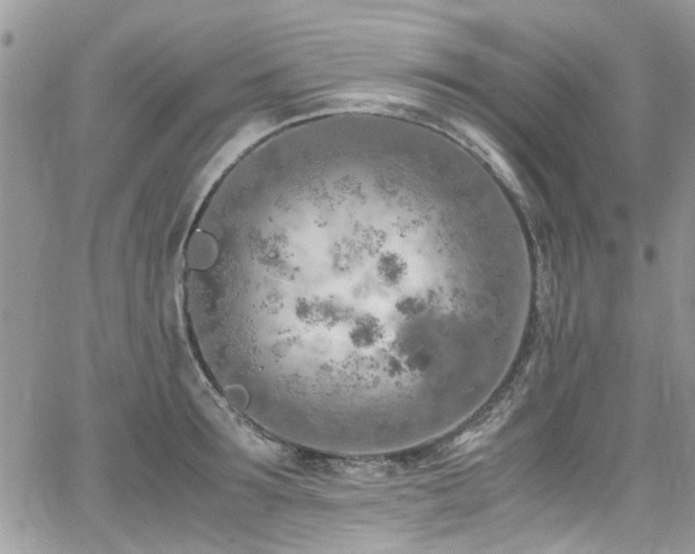 X0000065240899200602171421