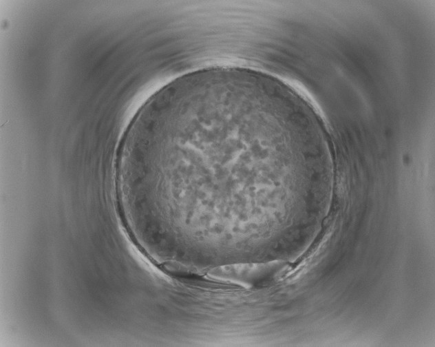 X0000065240903200602171421