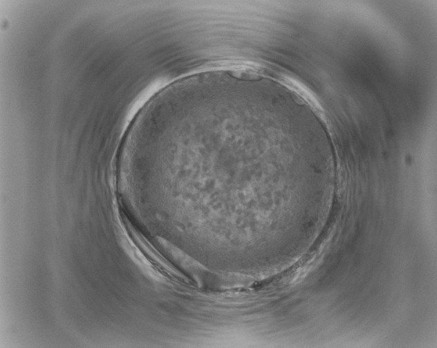 X0000065240907200602171421