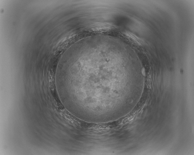 X0000065240917200602171420