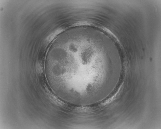 X0000065240929200602171420