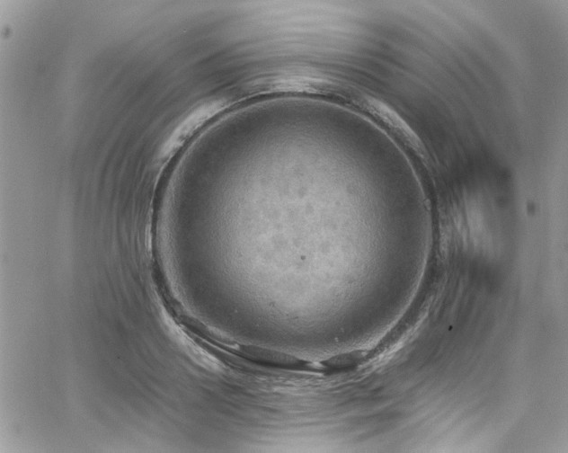 X0000065240938200602171420