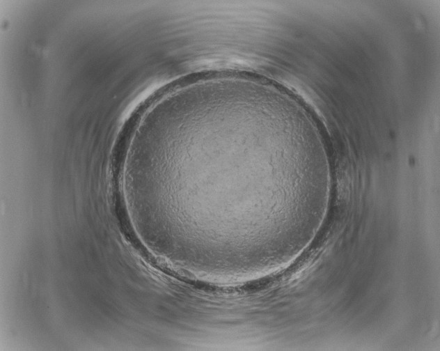 X0000065240975200602171420