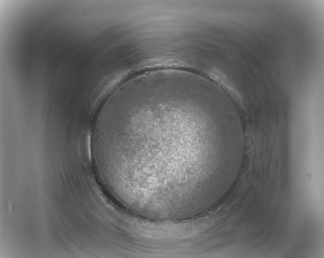 X0000065240014200602211225