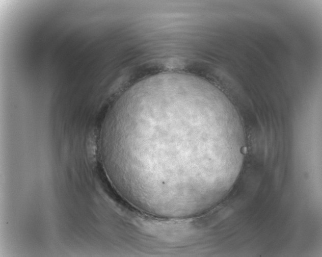 X0000065240032200602211225