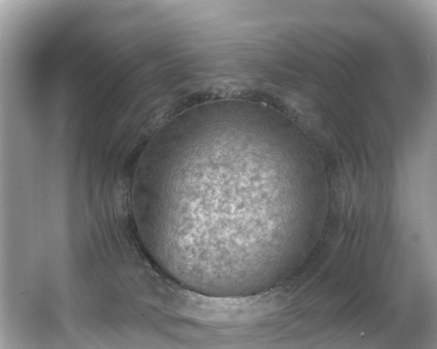 X0000065240034200602211225