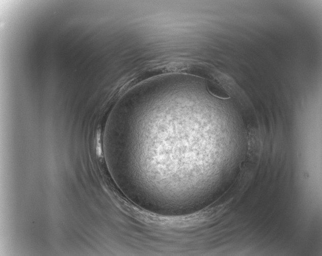 X0000065240046200602211225