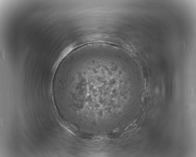 X0000065240099200602211224