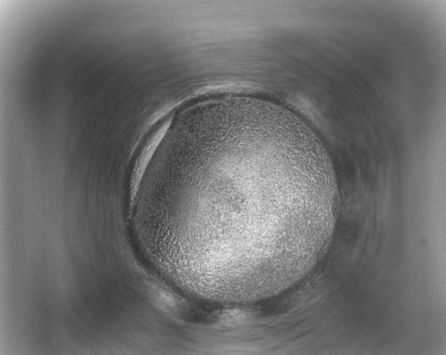 X0000065240111200602211224