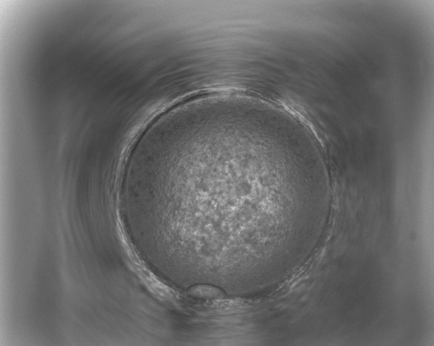 X0000065240145200602211222