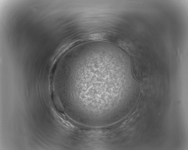 X0000065240194200602211222