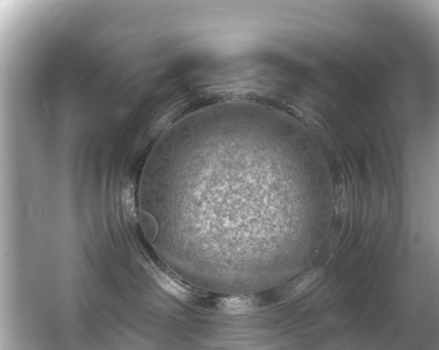 X0000065240238200602211221