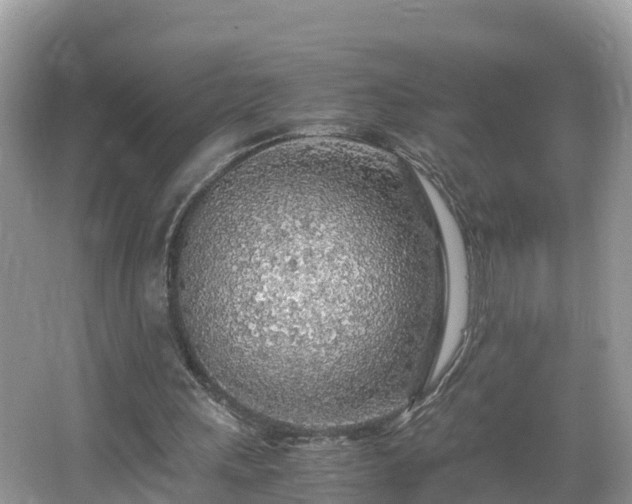 X0000065240243200602211221