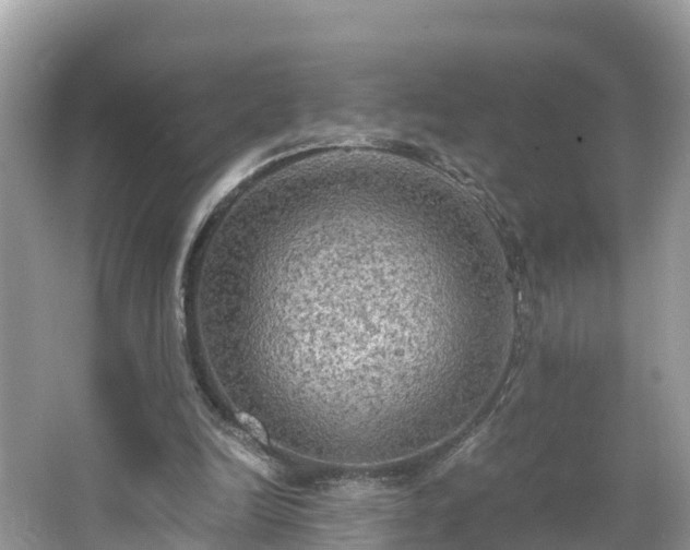 X0000065240246200602211221